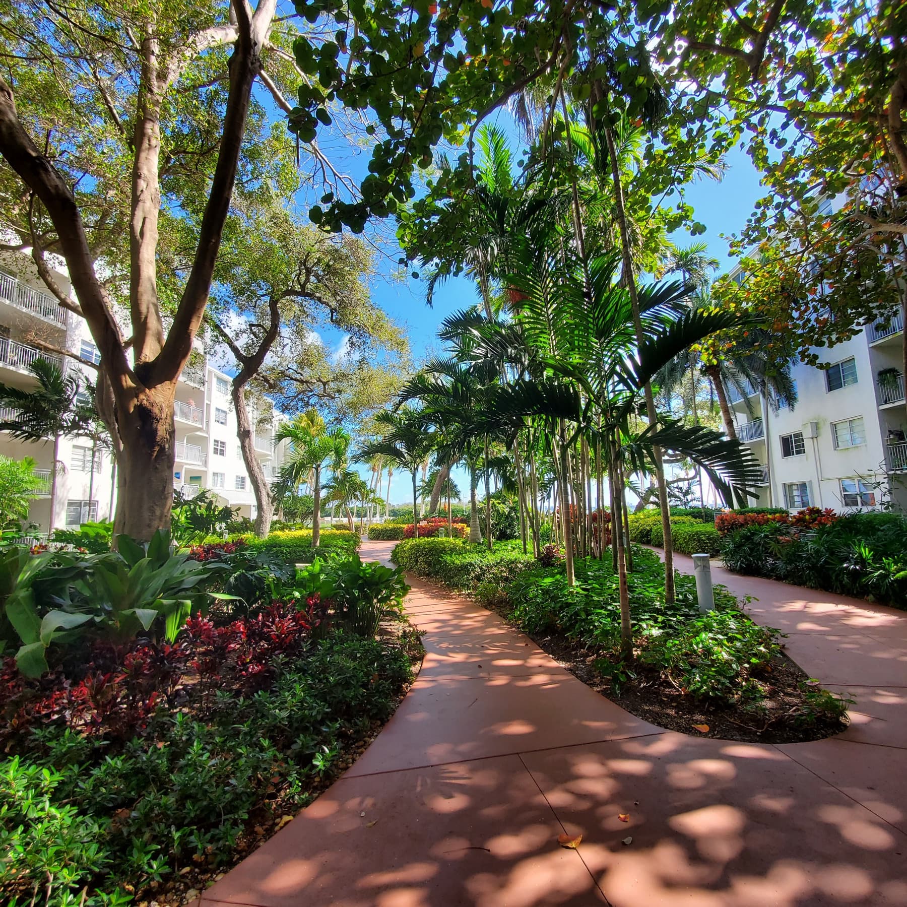 Garden path shaded by banyan trees and palms