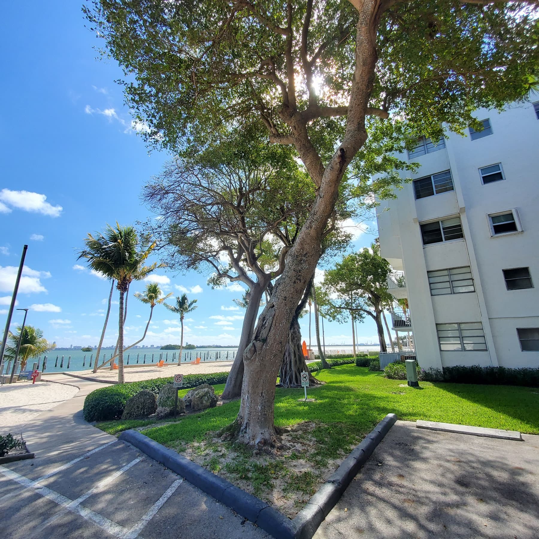 Banyan tree beside the bay at Nirvana Condominiums